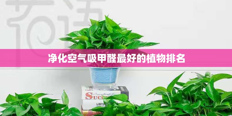 净化空气吸甲醛最好的植物排名