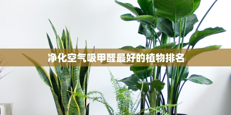 净化空气吸甲醛最好的植物排名