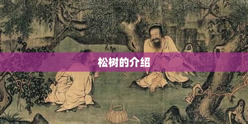 松树的介绍 松树的介绍
