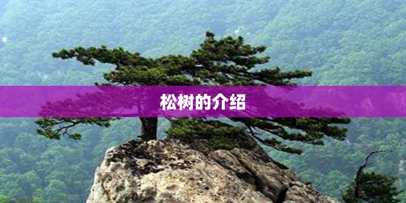 松树的介绍 松树的介绍