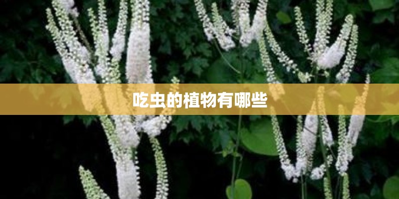 吃虫的植物有哪些