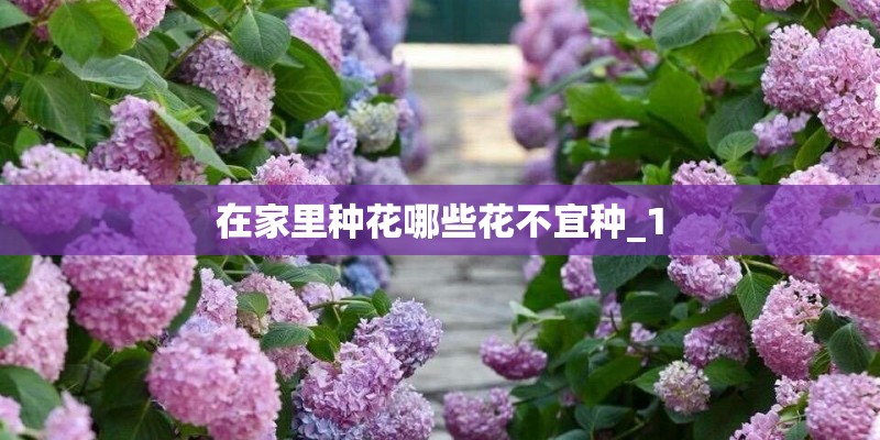在家里种花哪些花不宜种_1