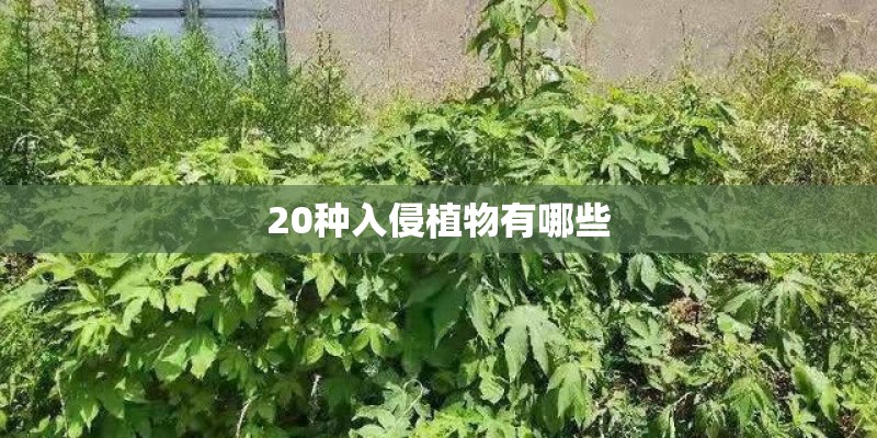 20种入侵植物有哪些
