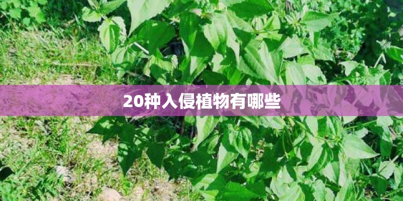 20种入侵植物有哪些