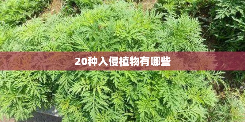 20种入侵植物有哪些