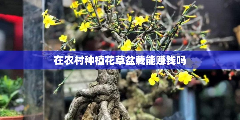 在农村种植花草盆栽能赚钱吗