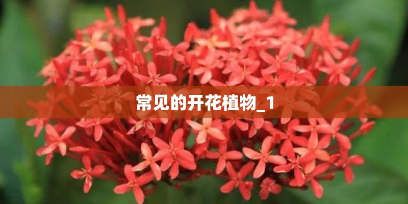 常见的开花植物_1