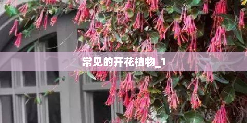 常见的开花植物_1
