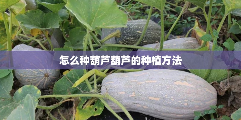 怎么种葫芦葫芦的种植方法