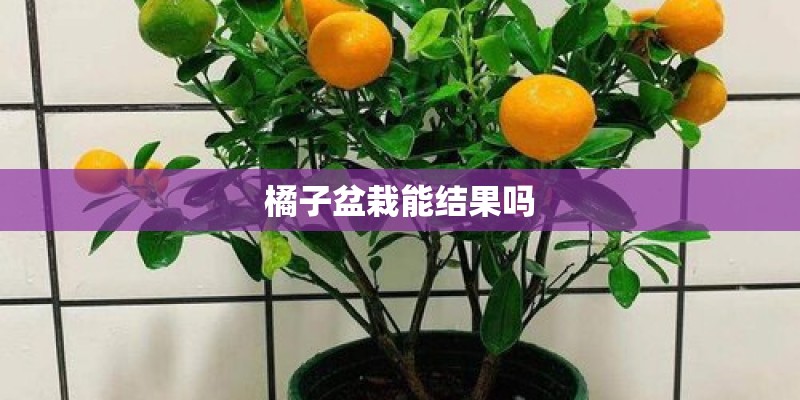 橘子盆栽能结果吗