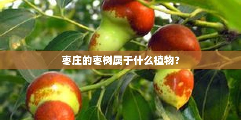 枣庄的枣树属于什么植物? 枣庄的枣树属于什么植物?