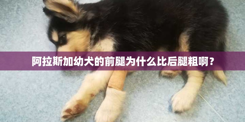 阿拉斯加幼犬的前腿为什么比后腿粗啊? 阿拉斯加幼犬的前腿为什么比后腿粗啊?