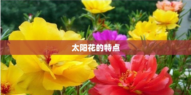 太阳花的特点