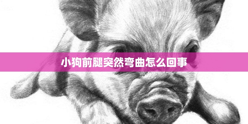小狗前腿突然弯曲怎么回事