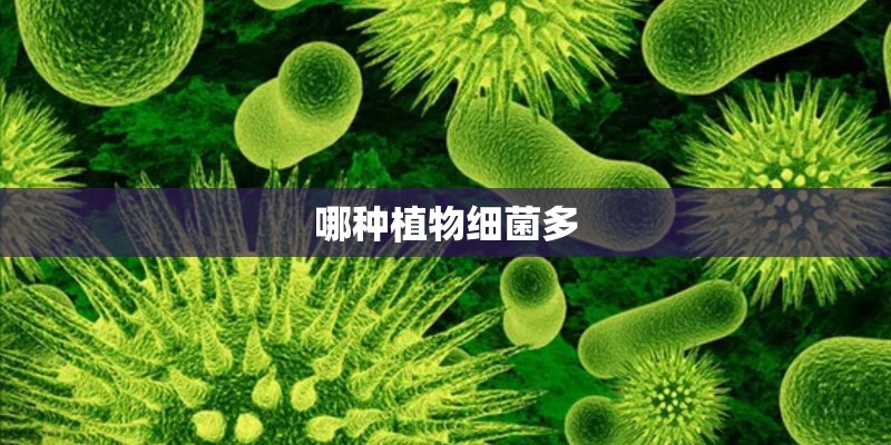 哪种植物细菌多