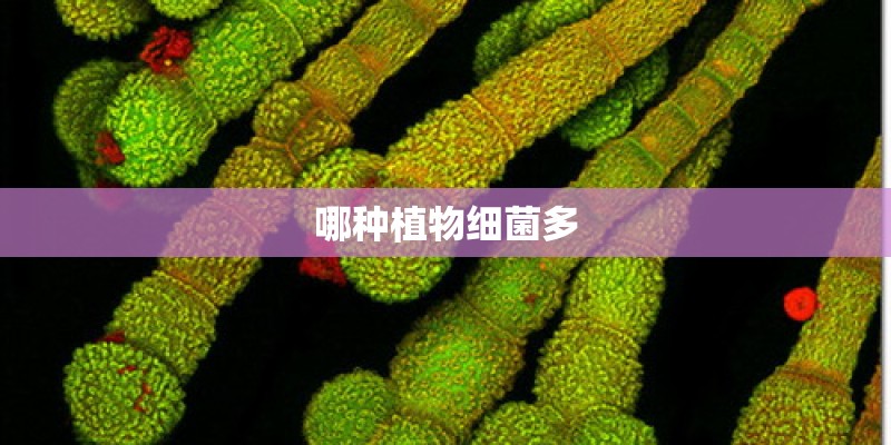 哪种植物细菌多