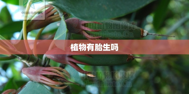 植物有胎生吗