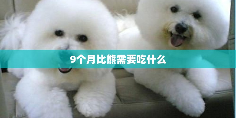 9个月比熊需要吃什么
