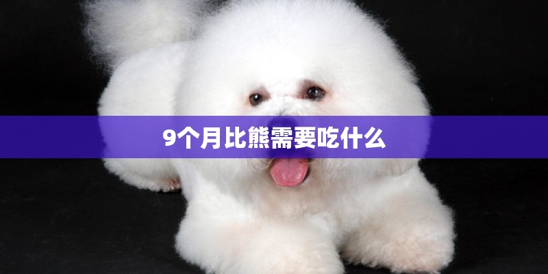 9个月比熊需要吃什么