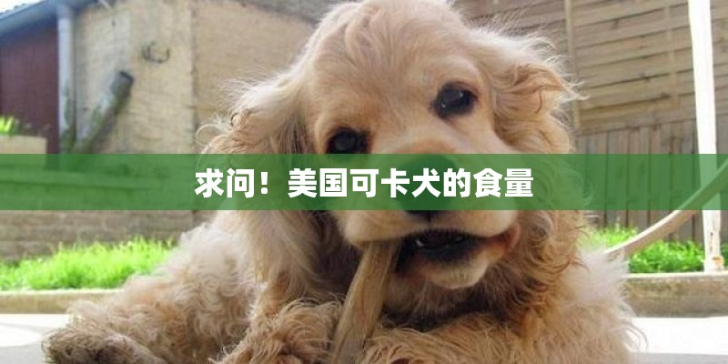 求问!美国可卡犬的食量 求问!美国可卡犬的食量