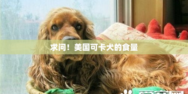 求问!美国可卡犬的食量 求问!美国可卡犬的食量