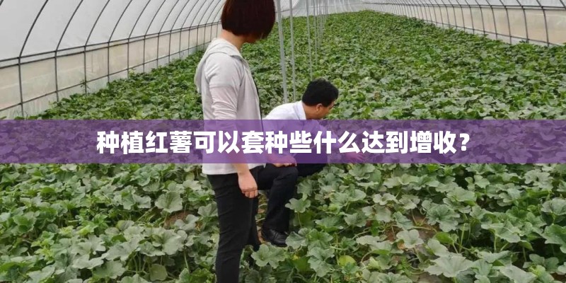 种植红薯可以套种些什么达到增收？
