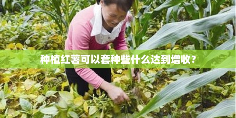 种植红薯可以套种些什么达到增收？