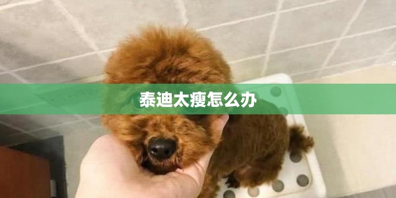 泰迪太瘦怎么办