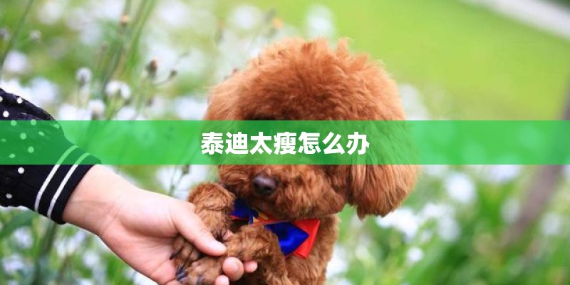 泰迪太瘦怎么办