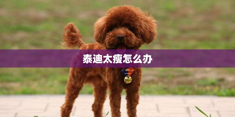 泰迪太瘦怎么办