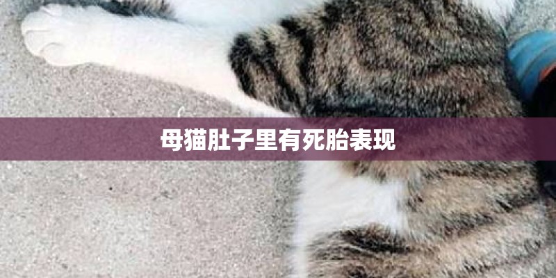 母猫肚子里有死胎表现