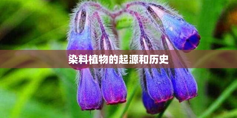 染料植物的起源和历史