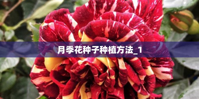 月季花种子种植方法_1