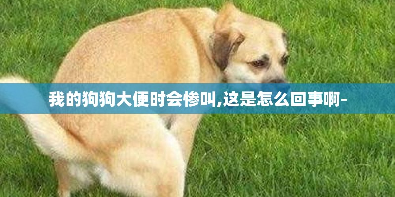 我的狗狗大便时会惨叫,这是怎么回事啊-