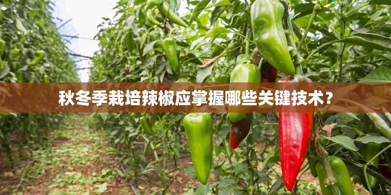 秋冬季栽培辣椒应掌握哪些关键技术? 秋冬季栽培辣椒应掌握哪些关键技术?