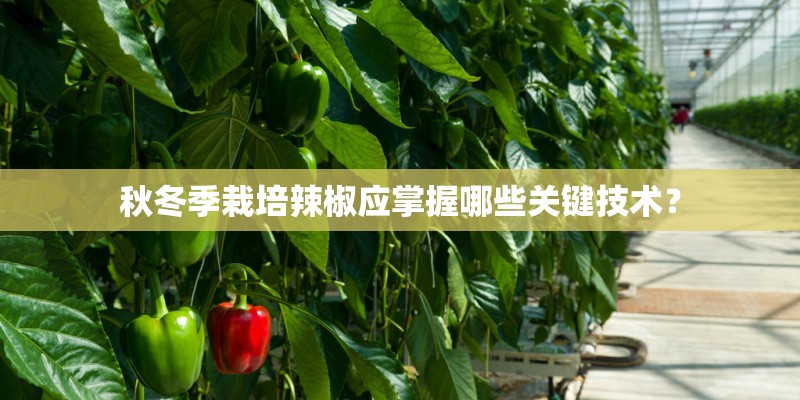 秋冬季栽培辣椒应掌握哪些关键技术? 秋冬季栽培辣椒应掌握哪些关键技术?