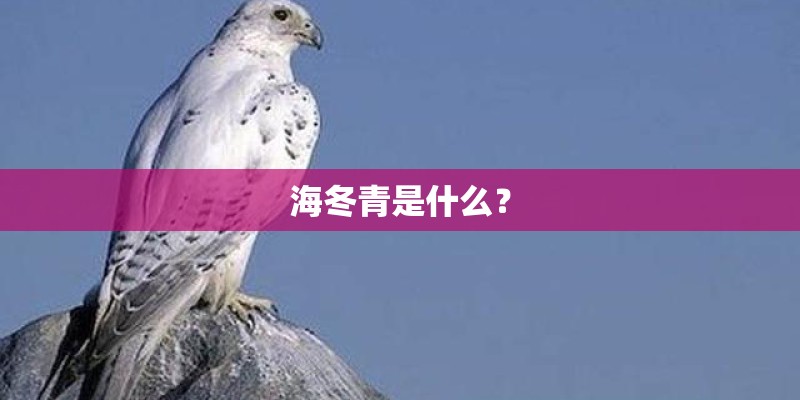 海冬青是什么？