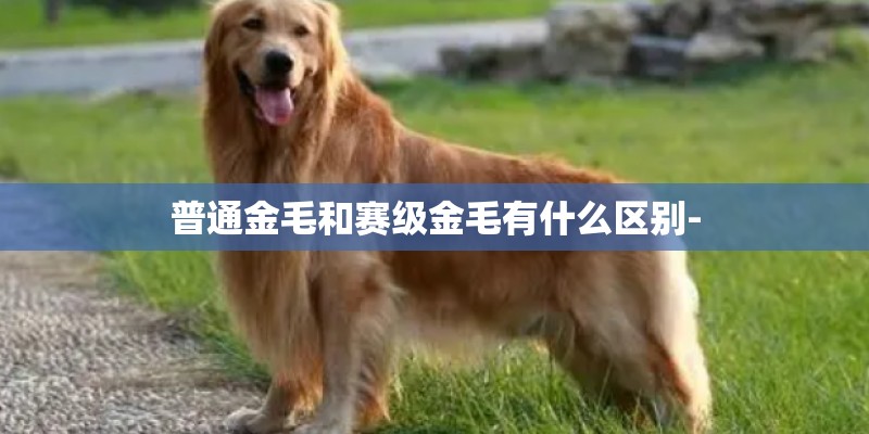 普通金毛和赛级金毛有什么区别-