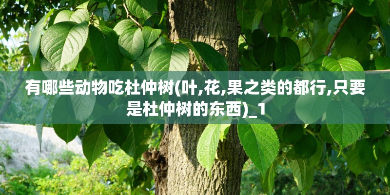 有哪些动物吃杜仲树(叶,花,果之类的都行,只要是杜仲树的东西)_1