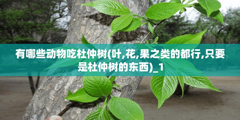 有哪些动物吃杜仲树(叶,花,果之类的都行,只要是杜仲树的东西)_1 有哪些动物吃杜仲树(叶,花,果之类的都行,只要是杜仲树的东西)_1