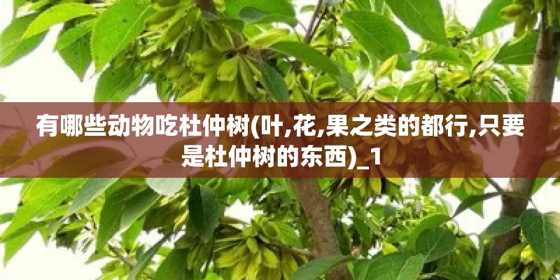 有哪些动物吃杜仲树(叶,花,果之类的都行,只要是杜仲树的东西)_1 有哪些动物吃杜仲树(叶,花,果之类的都行,只要是杜仲树的东西)_1