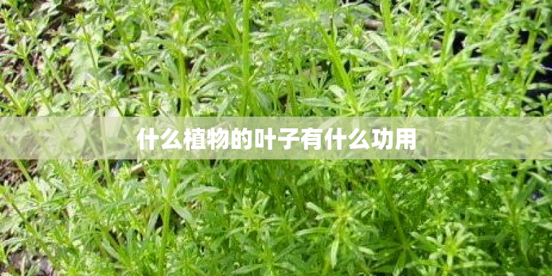 什么植物的叶子有什么功用