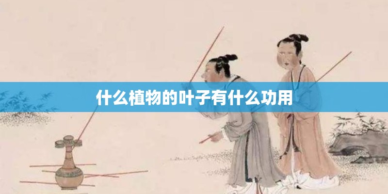 什么植物的叶子有什么功用