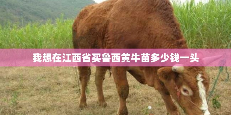 我想在江西省买鲁西黄牛苗多少钱一头
