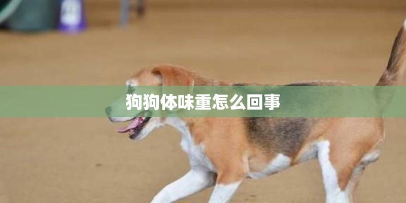 狗狗体味重怎么回事