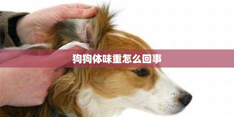 狗狗体味重怎么回事