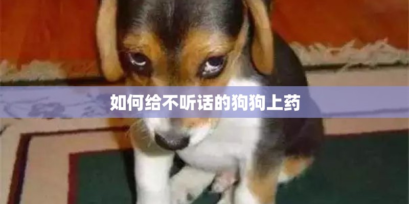 如何给不听话的狗狗上药