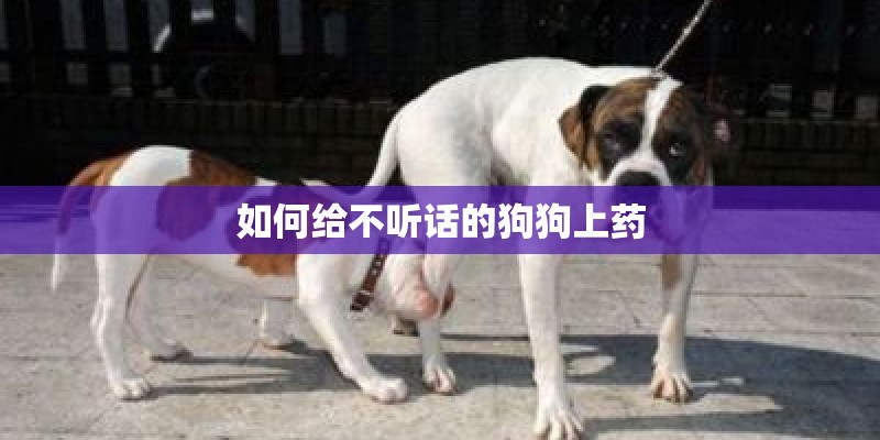 如何给不听话的狗狗上药