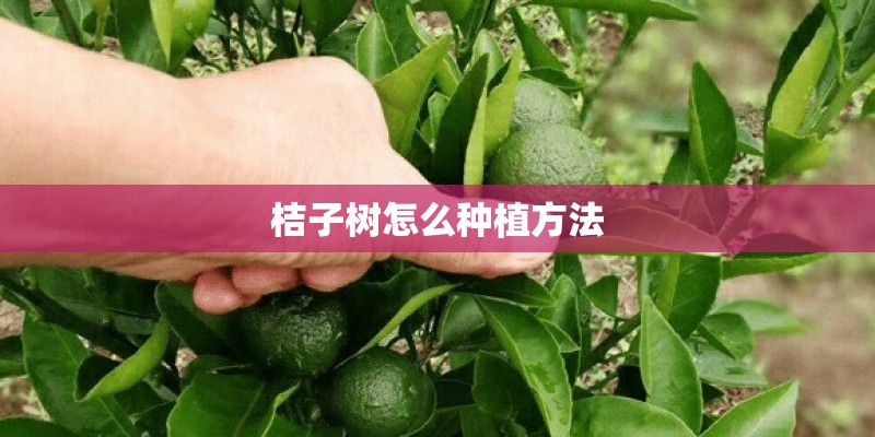 桔子树怎么种植方法 桔子树怎么种植方法