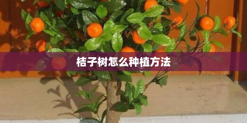 桔子树怎么种植方法 桔子树怎么种植方法
